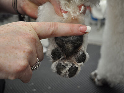 Back to Poodle Basics